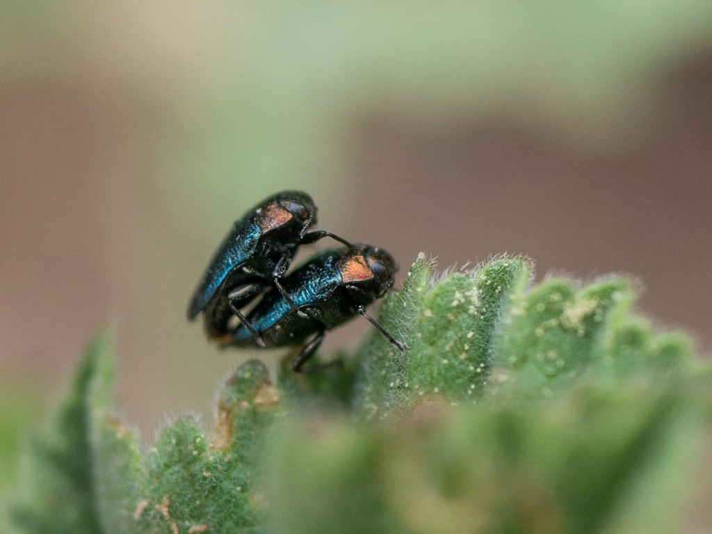 Trachys troglodytiformis