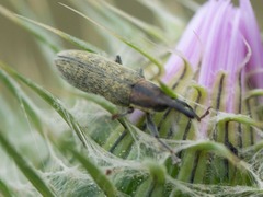 Lixus filiformis
