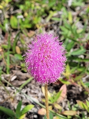 Mimosa strigillosa