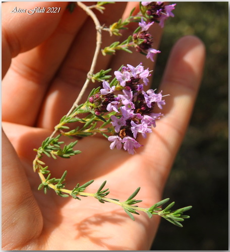 Image of Thymus willdenowii by (c) Aissa Djamel Filali, some rights reserved (CC BY-SA)