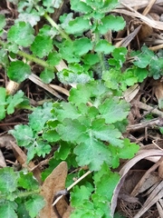 Chelidonium majus
