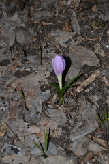 Colchicum bulbocodium versicolor