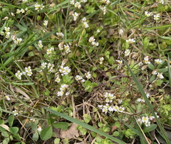 Draba verna