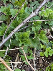 Urtica dioica