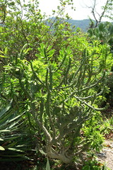Euphorbia neriifolia