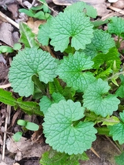 Alliaria petiolata