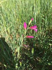 Gladiolus communis