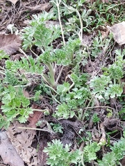 Artemisia absinthium