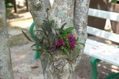 Dendrobium bracteosum