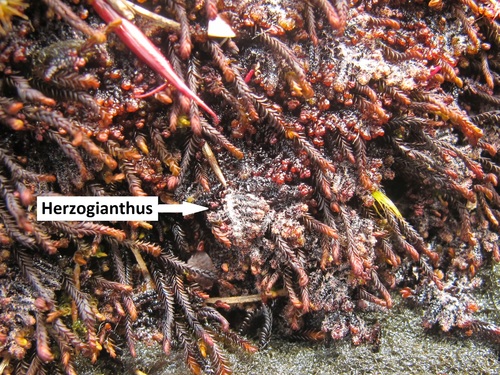 Herzogianthaceae
