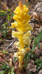 Orobanche calendulae