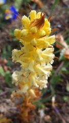 Orobanche calendulae