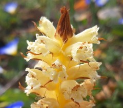 Orobanche calendulae