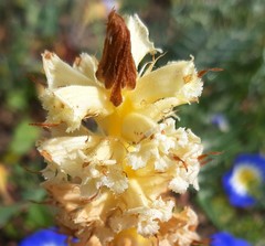 Orobanche calendulae
