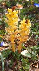 Orobanche calendulae