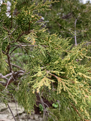Juniperus maritima