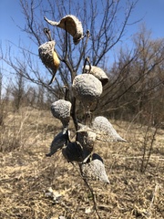 Asclepias syriaca