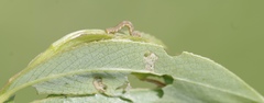 Erannis defoliaria