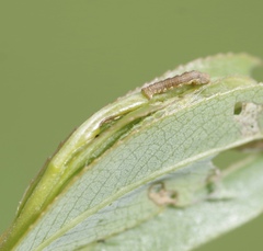 Erannis defoliaria