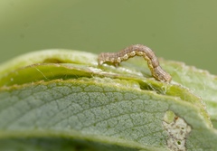 Erannis defoliaria