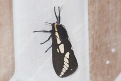 Nannoarctia conjuncta