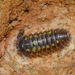 Southern Pill Woodlouse - Photo (c) Bernard Noguès, some rights reserved (CC BY-NC), uploaded by Bernard Noguès