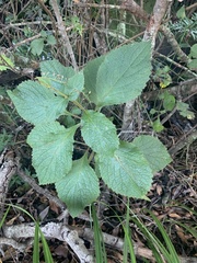 Plectranthus grallatus