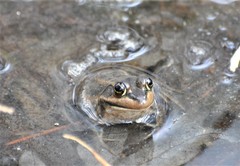 Lithobates virgatipes