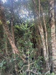 Podocarpus latifolius