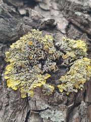 Xanthoria parietina