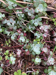 Sedum spathulifolium