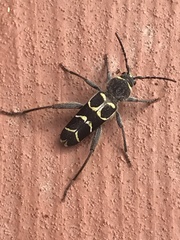 Neoclytus caprea