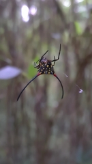 Gasteracantha sanguinea