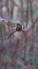 Gasteracantha sanguinea