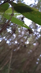Gasteracantha sanguinea