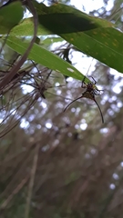 Gasteracantha sanguinea