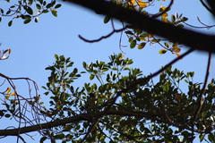 Turdus assimilis