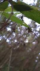 Gasteracantha sanguinea