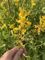 Baptisia sphaerocarpa