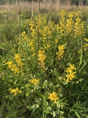 Baptisia sphaerocarpa