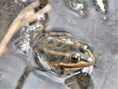 Lithobates virgatipes
