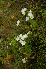 Linum monogynum monogynum