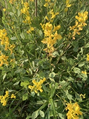 Baptisia sphaerocarpa