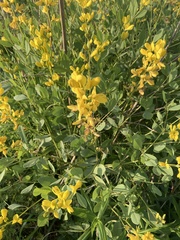 Baptisia sphaerocarpa