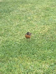 Turdus migratorius