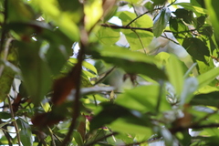 Phaethornis mexicanus