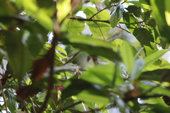 Phaethornis mexicanus