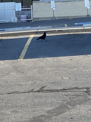 Corvus brachyrhynchos