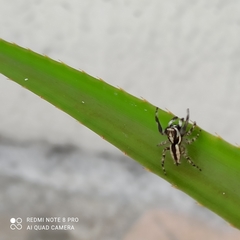 Menemerus bivittatus