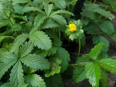 Potentilla reptans
